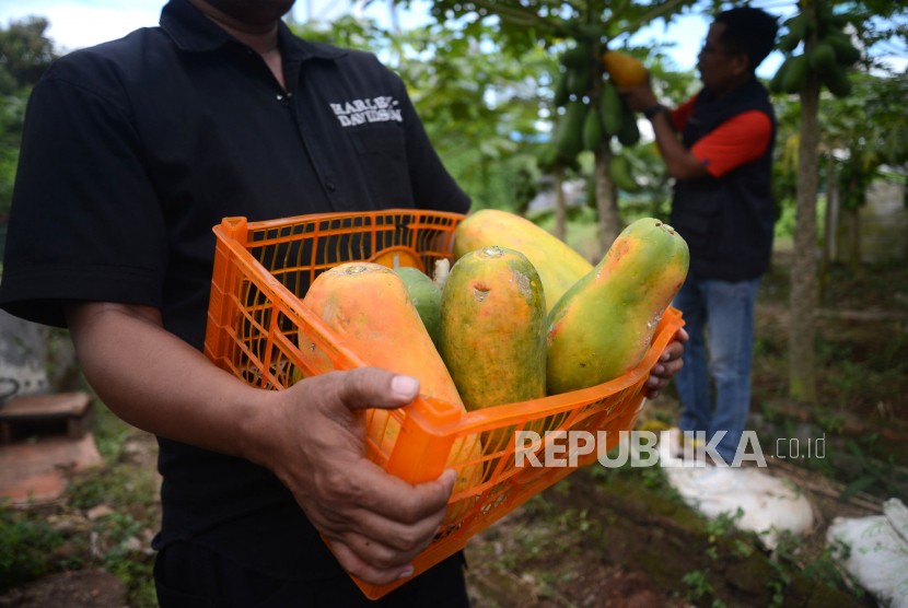 Pedagang Buang 10 Ton Pepaya di Kramat Jati karena Harga Anjlok