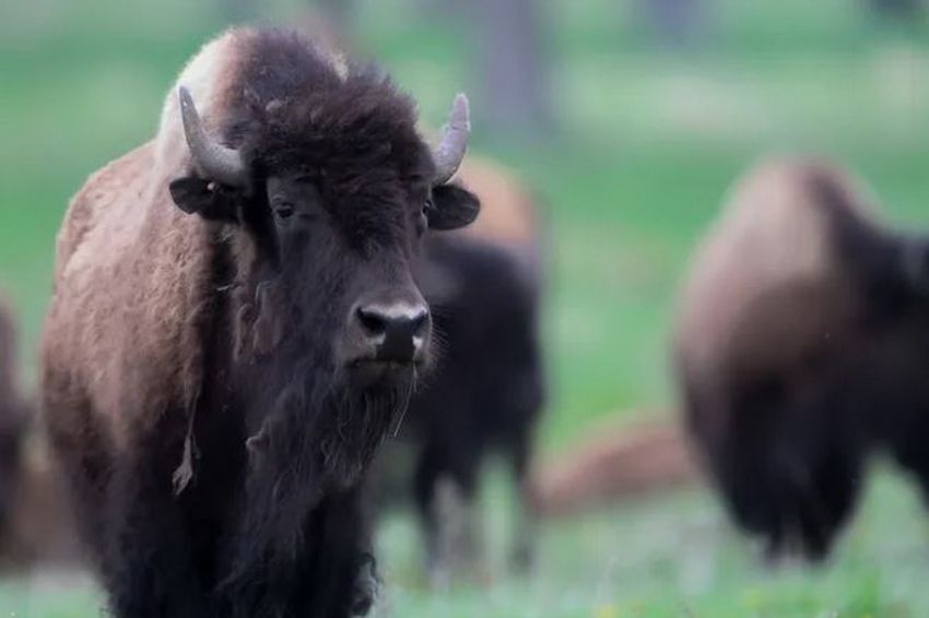 12 Fakta Menarik Bison, Hewan Asli Amerika