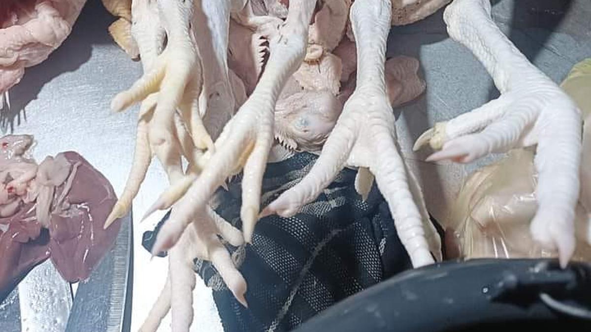 Ayam Kampung Terasa Alot? Coba Trik Ini agar Cepat Empuk tanpa Daun Nangka